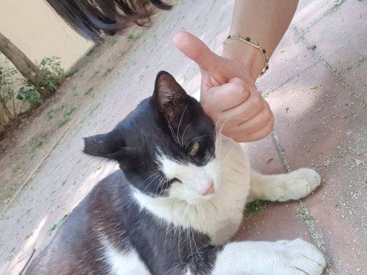 고양이랑 화해하는 법 아는 여시... + 화해 완!! ㅠㅠ | 인스티즈
