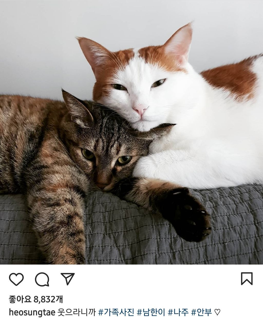 배우 허성태네 고양이들 | 인스티즈