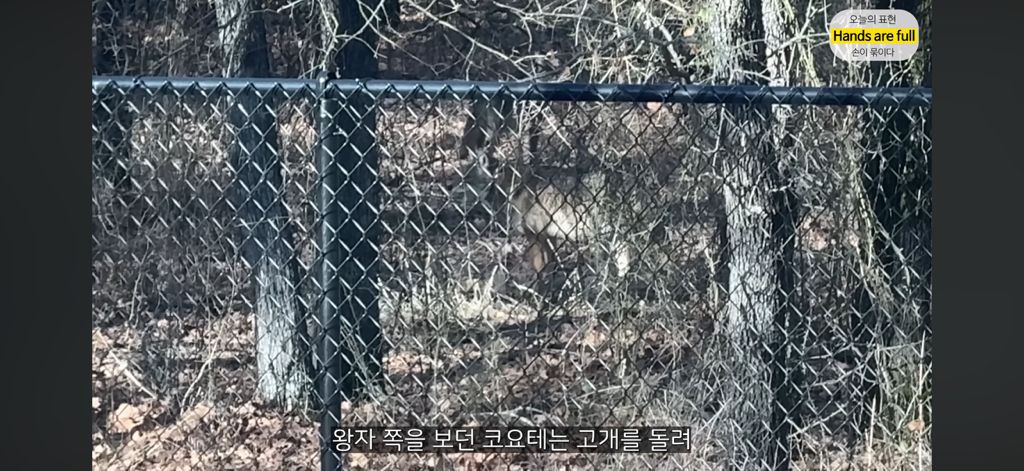 진짜 명견 같은 올리버쌤네 왕자 | 인스티즈