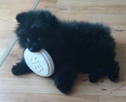 순수하게 동물을 좋아하지만 잘 모르는 사람들.twt | 인스티즈