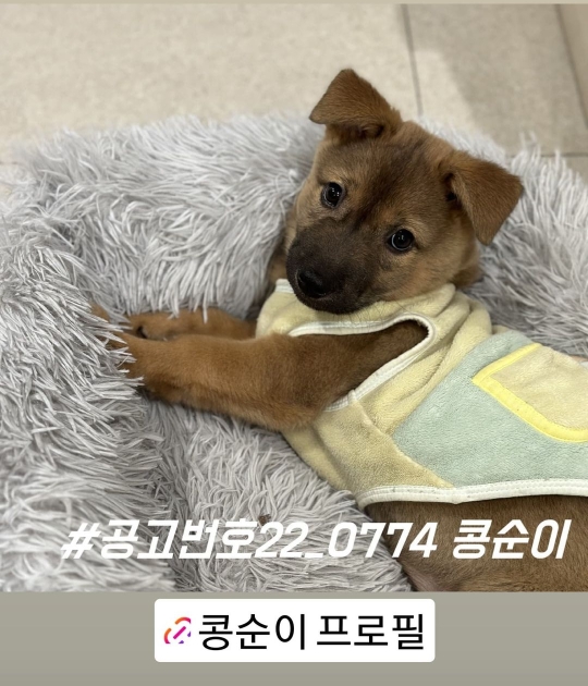 [유기견임보&입양홍보] 주택가 골목에 버려졌던 아기 강아지 콩순이 | 인스티즈