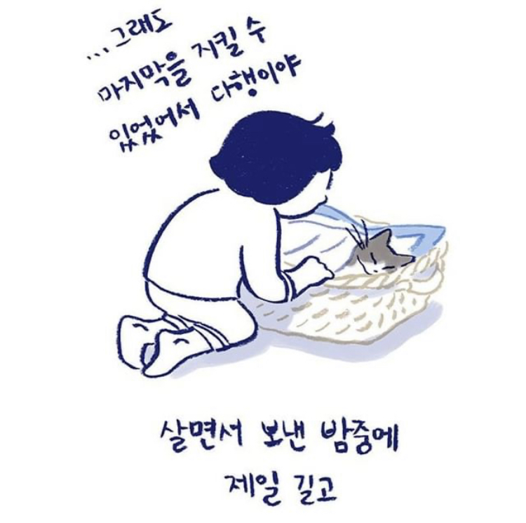 반려동물을 떠나보낸다는 것 | 인스티즈