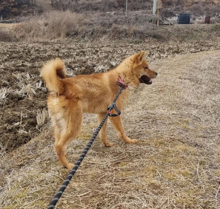 사람을 좋아하는 유기견 드론이는 내일 사람 손에 안락사 예정입니다ㅠㅠ | 인스티즈