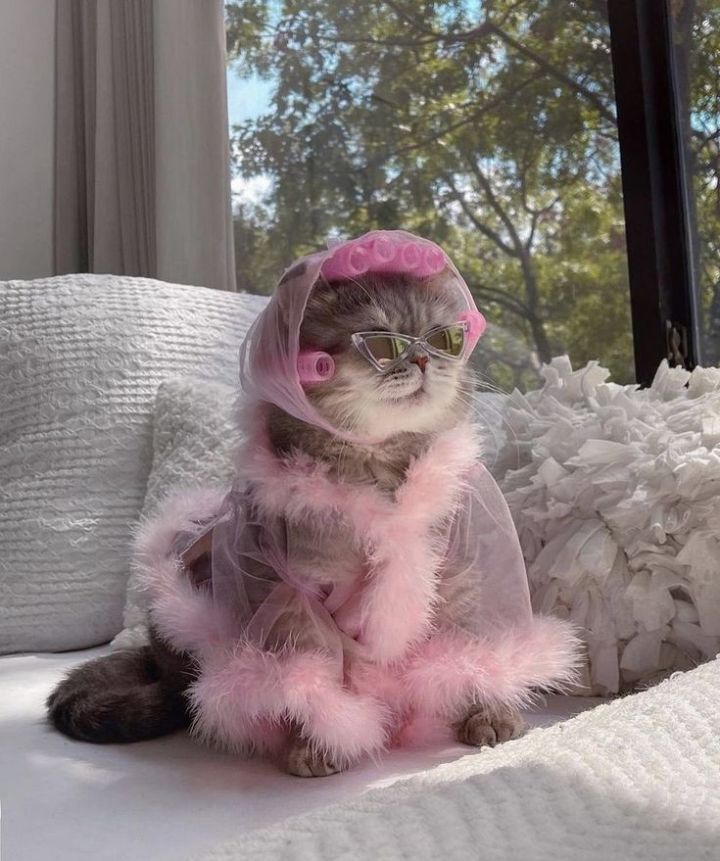옷 잘입는 고양이 데일리패션 | 인스티즈