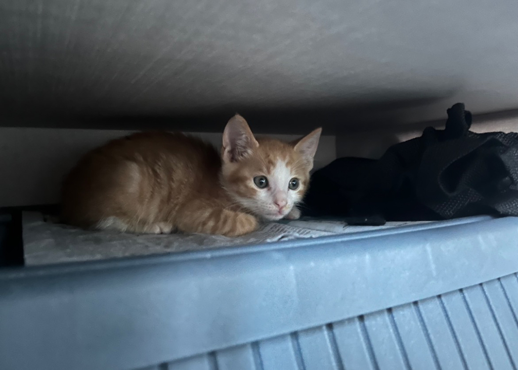 (입홍) 😻 난 진짜 태어나서 이렇게 예쁜 치즈냥이 본 적 없어 😻 | 인스티즈