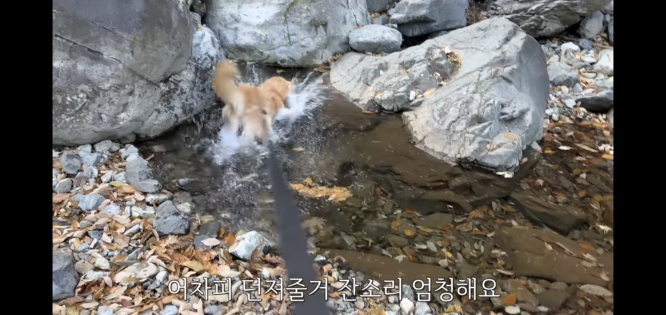 골든리트리버 키우고 싶을 때 보면 생각이 바뀌는 영상 | 인스티즈