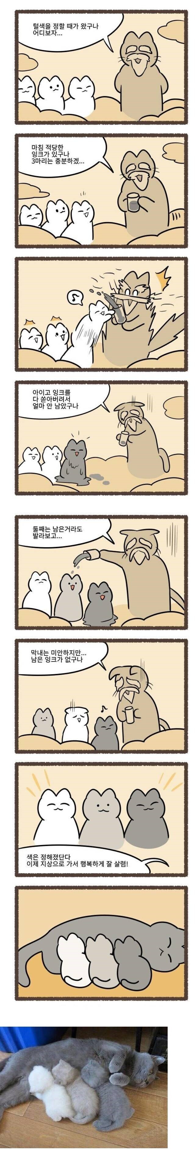 고양이 털색 정해지는 방법 | 인스티즈