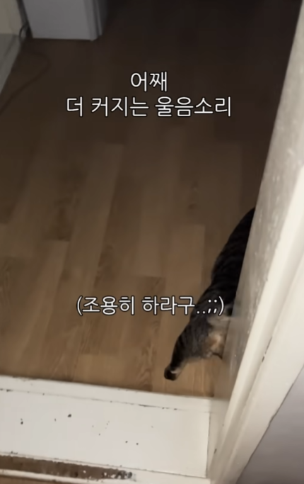 몰래 야식먹기위해 고양이 입다물게 하는 법 | 인스티즈