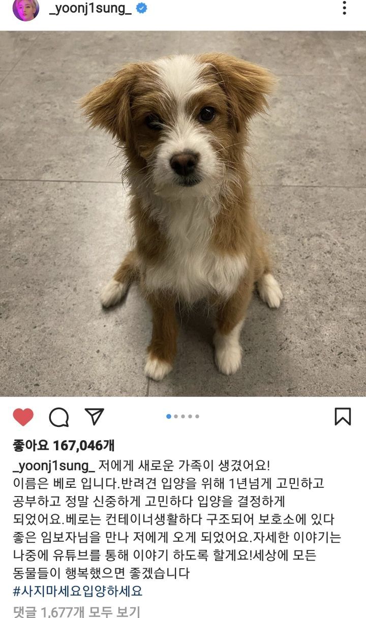 유기견 입양에 대한 윤지성 인스타스토리 | 인스티즈