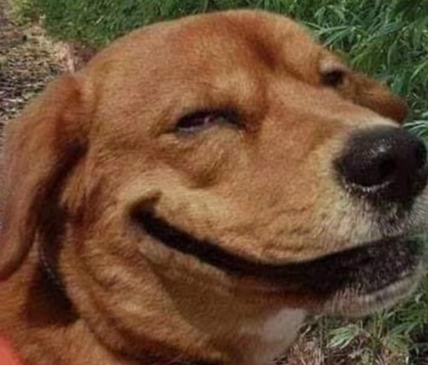 돌연 사라진 강아지 찾으러 돌아다니던 주인은 강물에 '둥둥' 떠있는 모습 보고 오열했는데… | 인스티즈