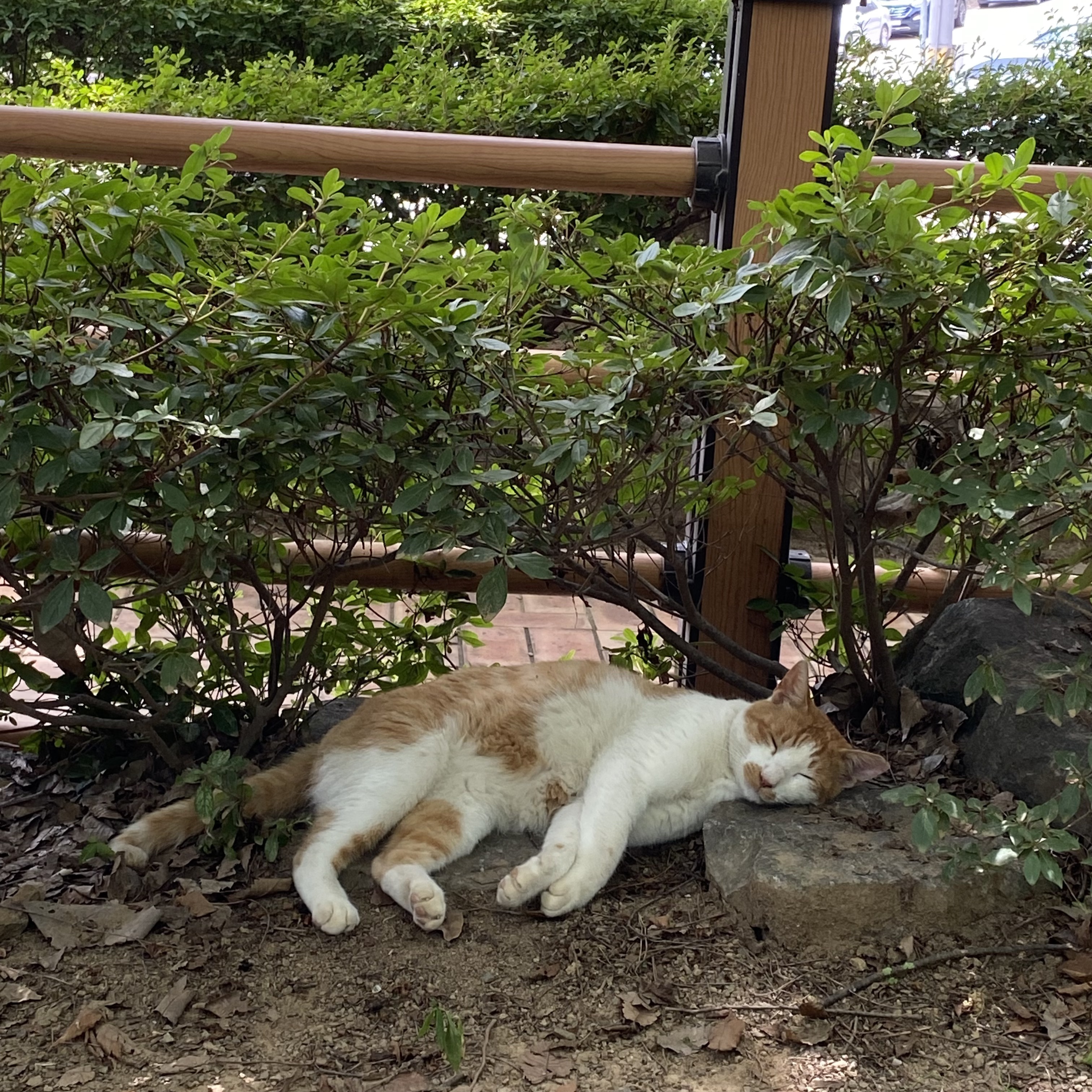 코시국에 재택하다가 고양이를 만났는데.. | 인스티즈