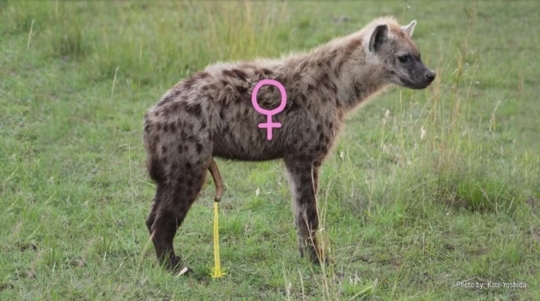 🙋‍♀️암컷 하이에나가 갖고 있는 신체적 특징이 뭔지 알아?🙋‍♀️ | 인스티즈