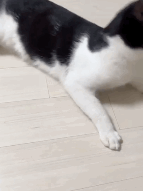 [입양홍보] 혹r률 ✮100➠✥✹프로 7H냥ㅇ1 홗➦정♘ ➜✾ 뽑ㄱ1¿불필요♟ | 인스티즈