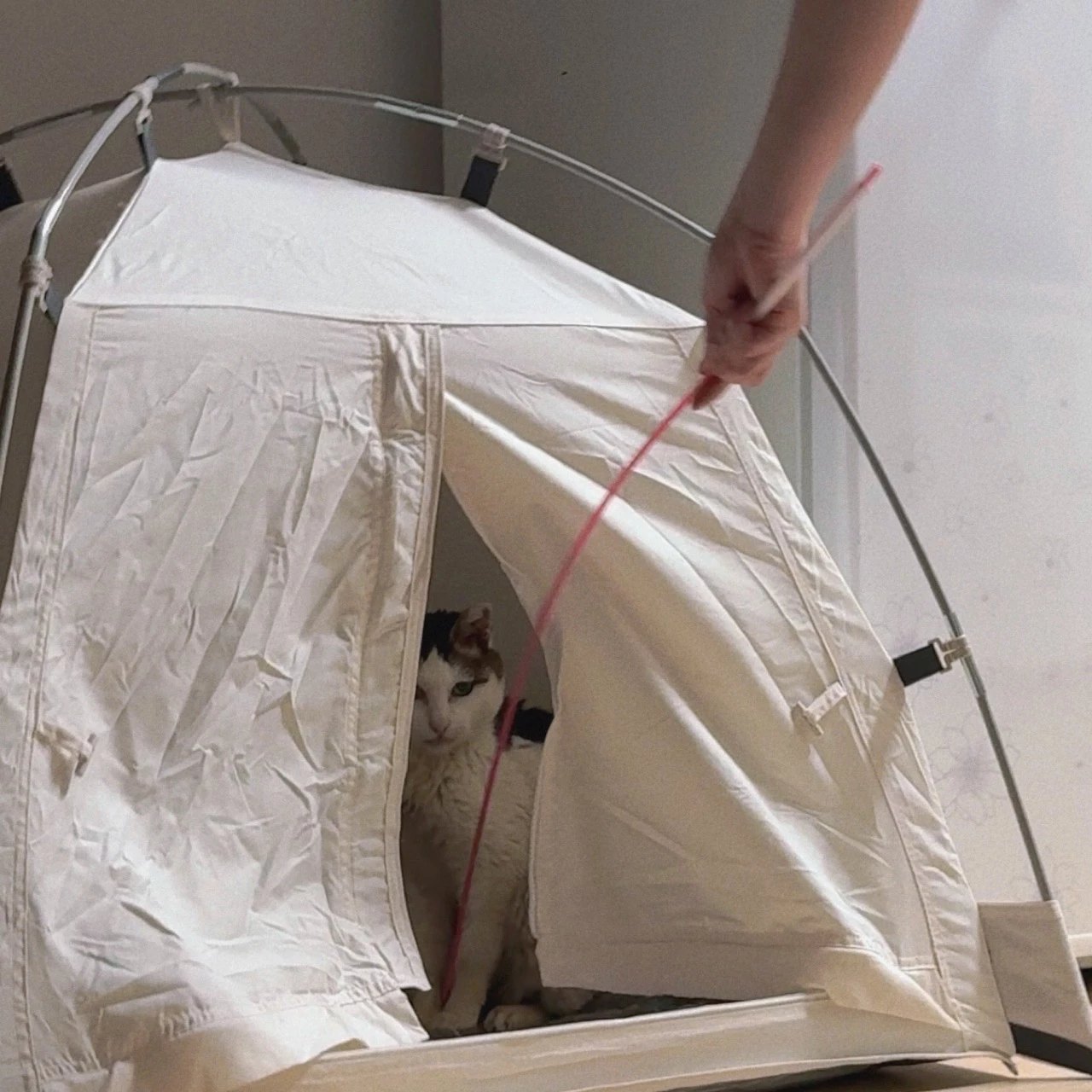 [입양홍보] 성묘 입양을 초보 집사에게 매우 추천합니다 | 인스티즈