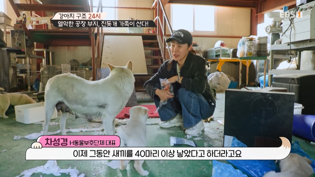 썩은물을 마시던 진돗개 가족을 입양한 배우 | 인스티즈