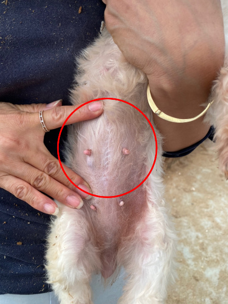 어떤 삶이었을까. 번식장, 미용 실습견, 쓰임을 다해야만 끝나는 삶이라는 건 | 인스티즈