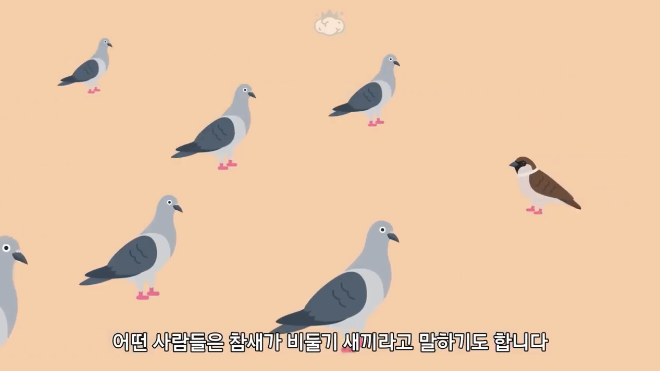 거리에 비둘기가 이렇게 많은데 왜 새끼 비둘기는 안 보일까? | 인스티즈