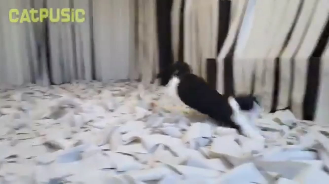 최애가 휴지인 고양이에게 '휴지방'을 선물하다! | 인스티즈