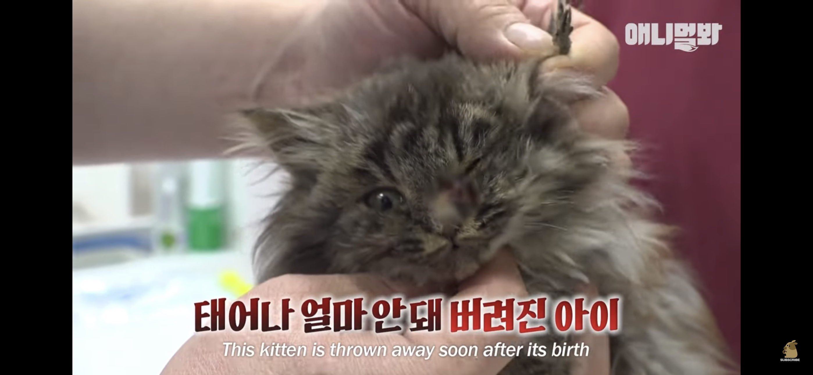 경기도 김포시 마송 휴먼시아 10단지 아파트내에 집단으로 유기된 노르웨이숲 고양이 | 인스티즈