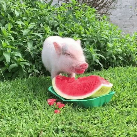 🐷아기 돼지 수박 먹방🍉.gif | 인스티즈