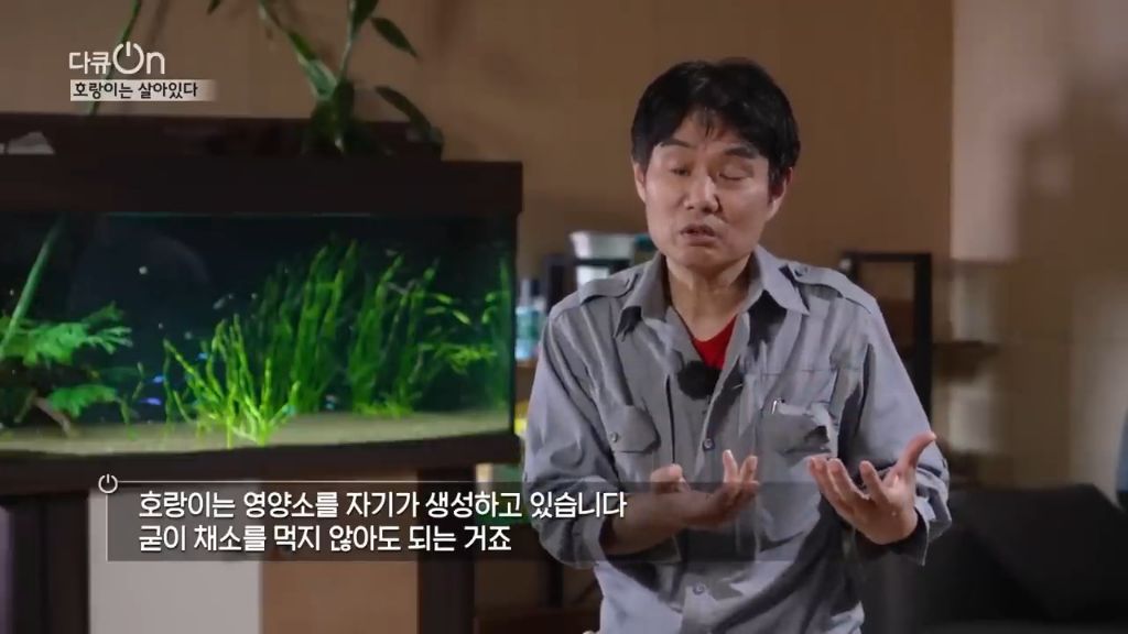 '절멸'의 '한국 호랑이'. 🐅 그 100년간의 이야기. -마지막- | 인스티즈