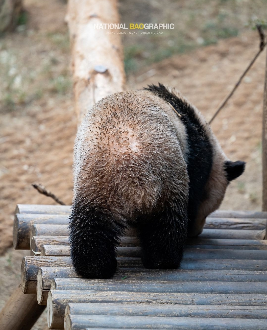 태어나서 첫 물놀이 체험중인 후이바오 루이바오 | 인스티즈