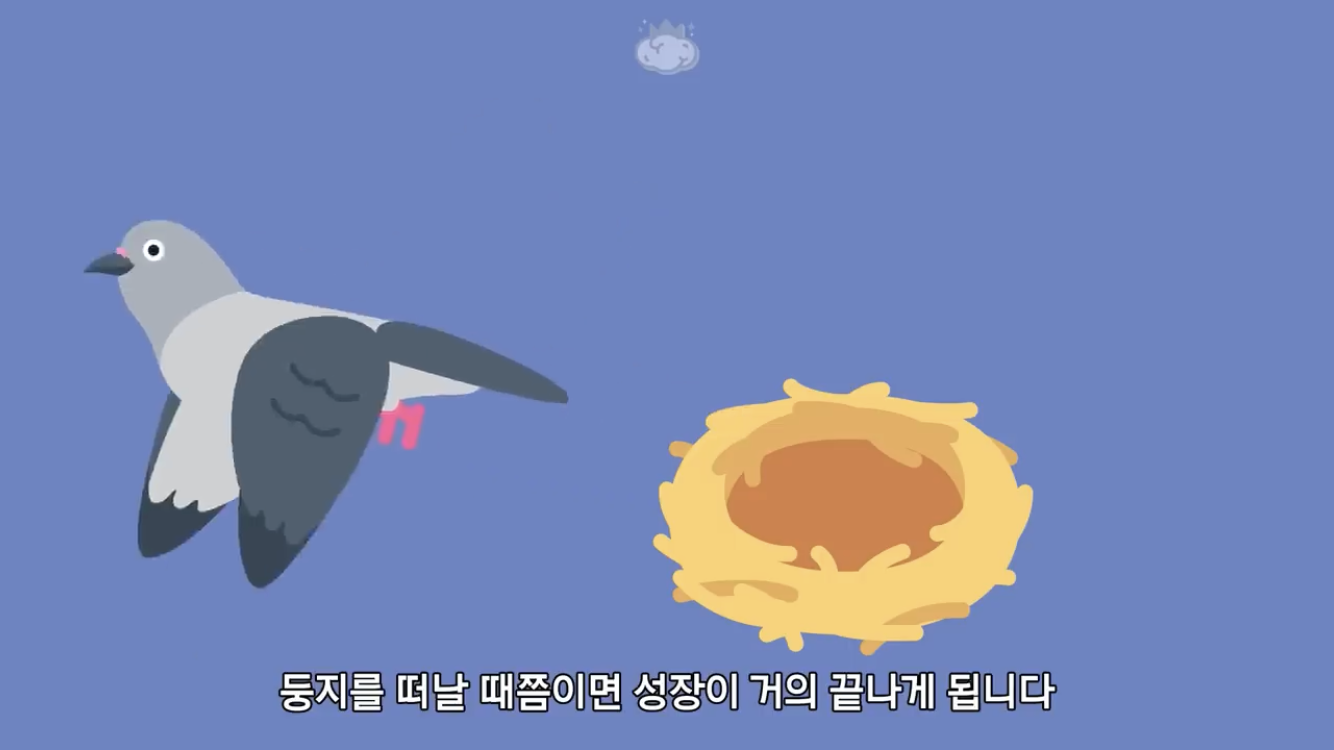 거리에 비둘기가 이렇게 많은데 왜 새끼 비둘기는 안 보일까? | 인스티즈