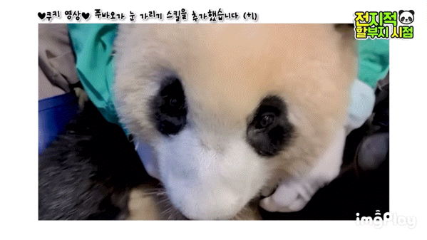 푸바오가 눈 가리기 스킬을 추가했습니다(+1)🐼 | 인스티즈
