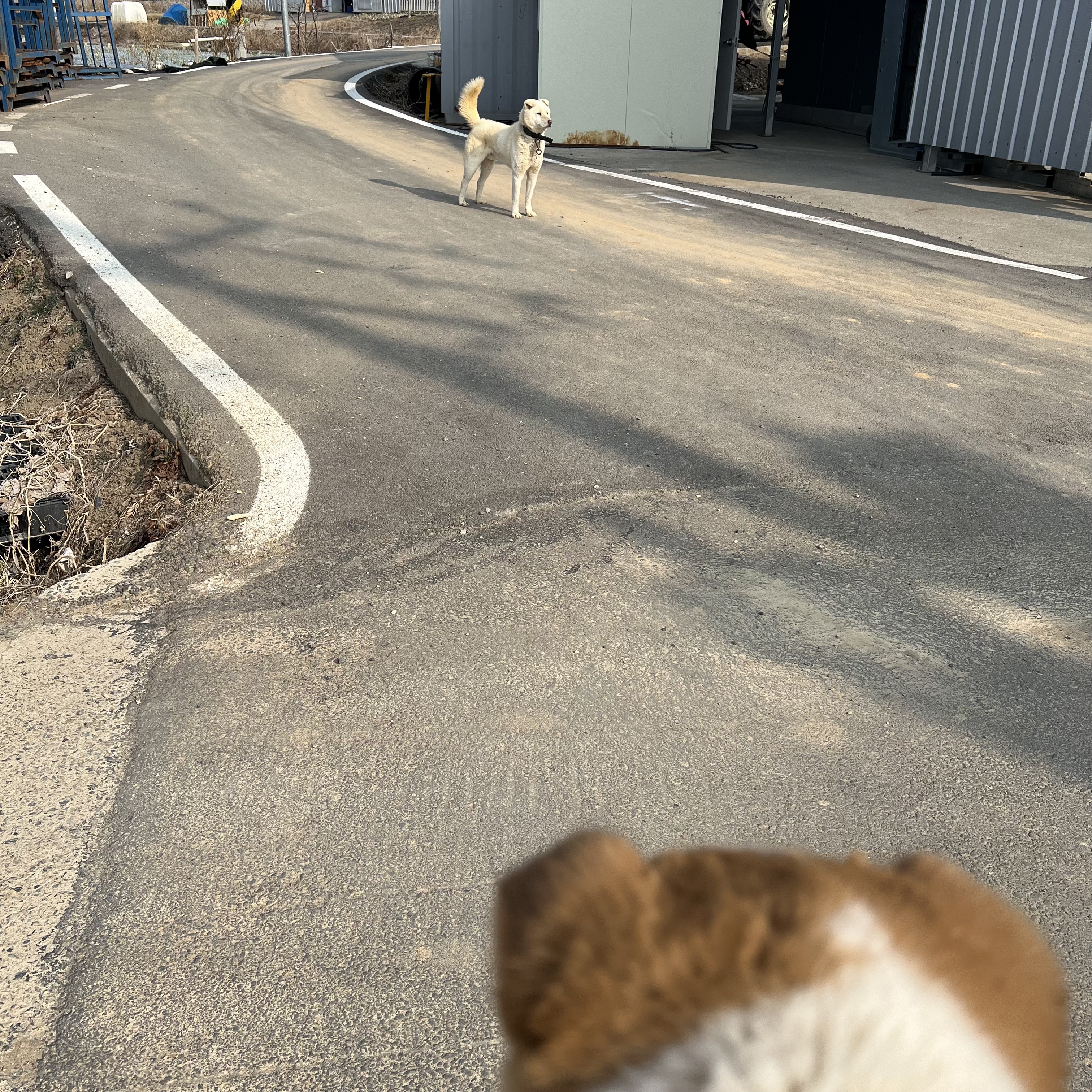 할머니집 시골개 산책시켜주고 왓다내요 | 인스티즈