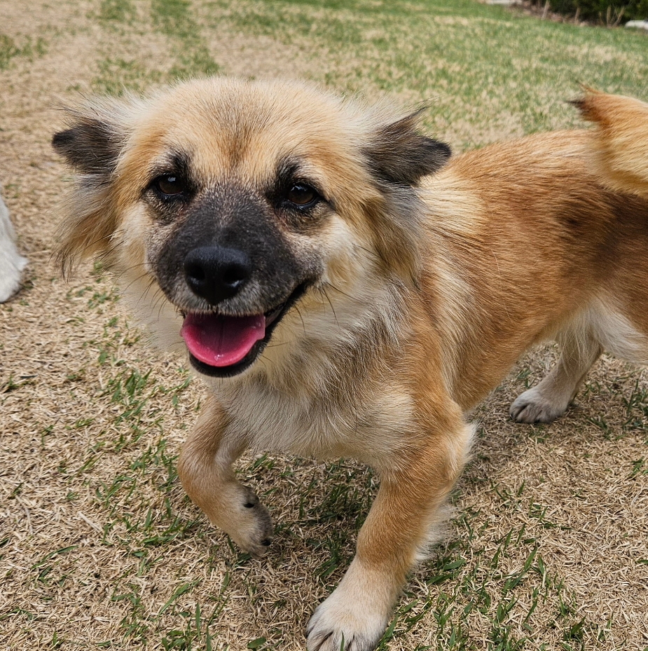 계룡시 끊이지 않는 강아지 학대를 도와주세요... | 인스티즈