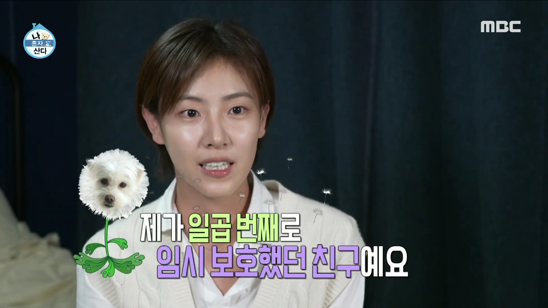 배우 배다빈이 7번째 임보하다 입양했다는 민들레 | 인스티즈