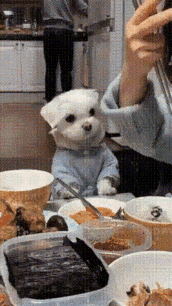 주인이 밥먹을때 댕댕이 유형 | 인스티즈