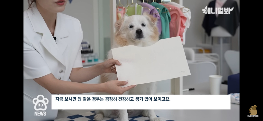 퍼스널컬러 진단 받는 댕댕이들 | 인스티즈