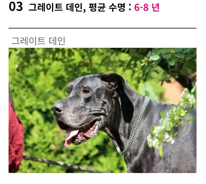 세상에서 수명이 가장 짧은 강아지 TOP3 | 인스티즈