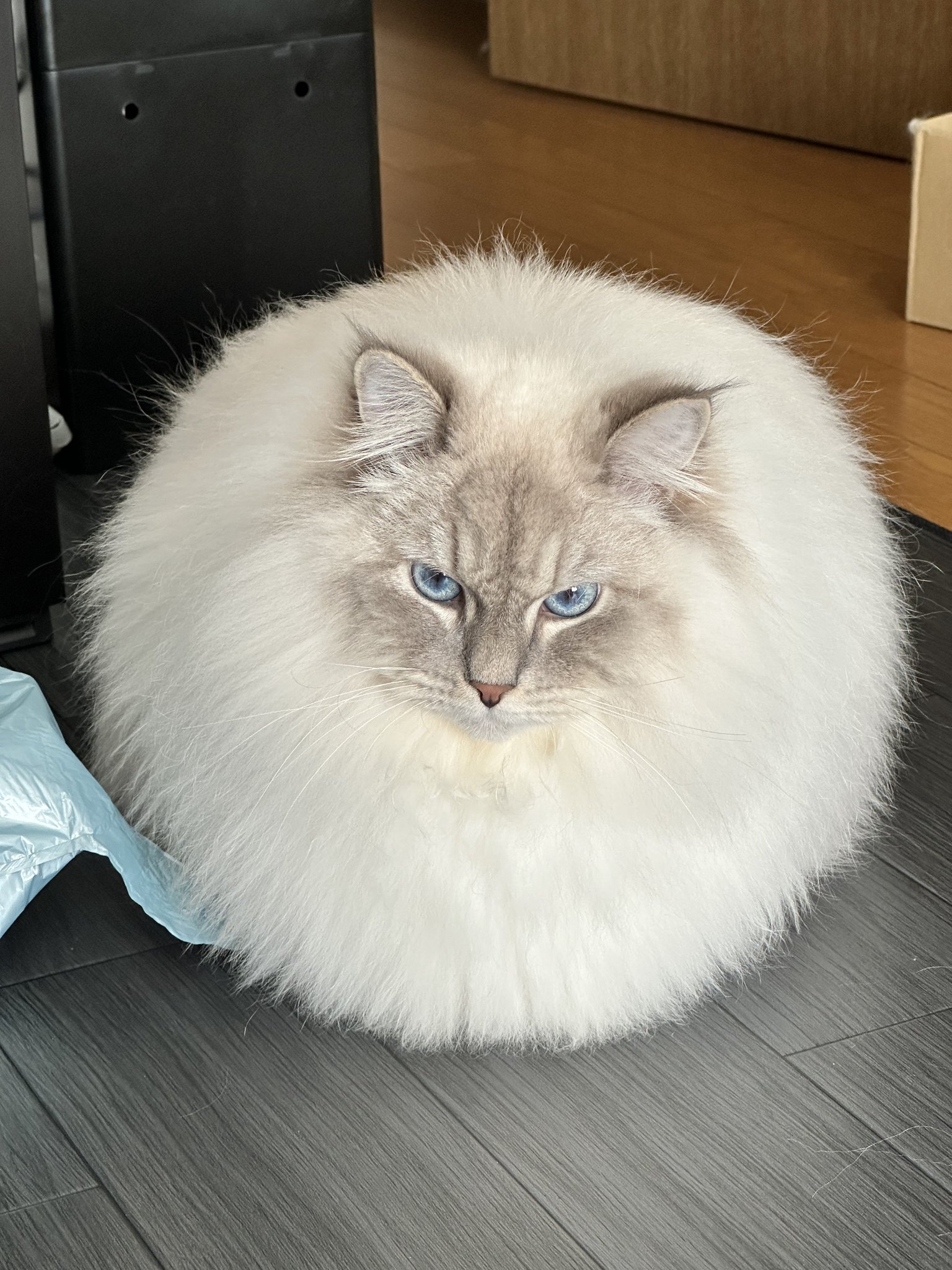 동그란 고양이 | 인스티즈