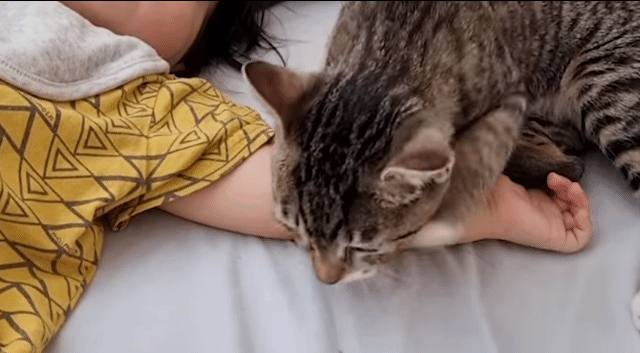 자는 아기랑 고양이를 같이 두지 마세요 | 인스티즈