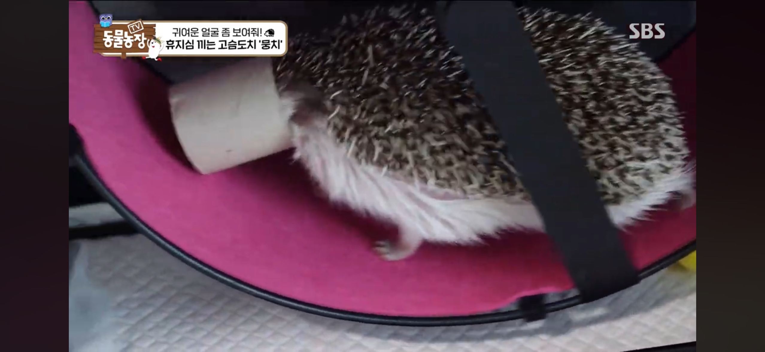 따봉고슴도치 휴지심 좋아도치 | 인스티즈