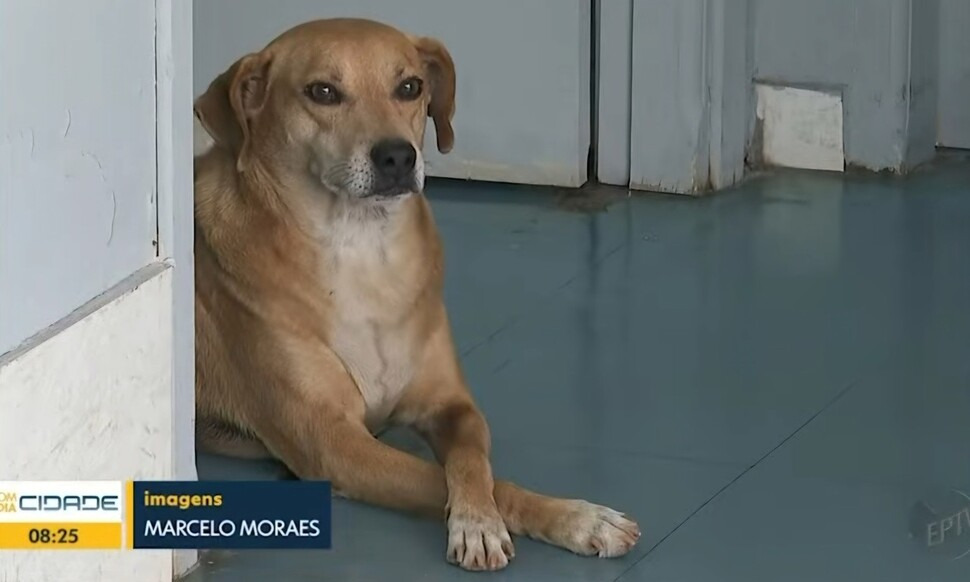 보호자 숨진 병원 8년째 지킨 반려견, 돌려보내도 다시 와 | 인스티즈