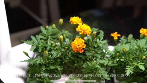 내가 사고 싶어서 찾아본 LG 틔운 미니 (가정 식물 재배기) | 인스티즈