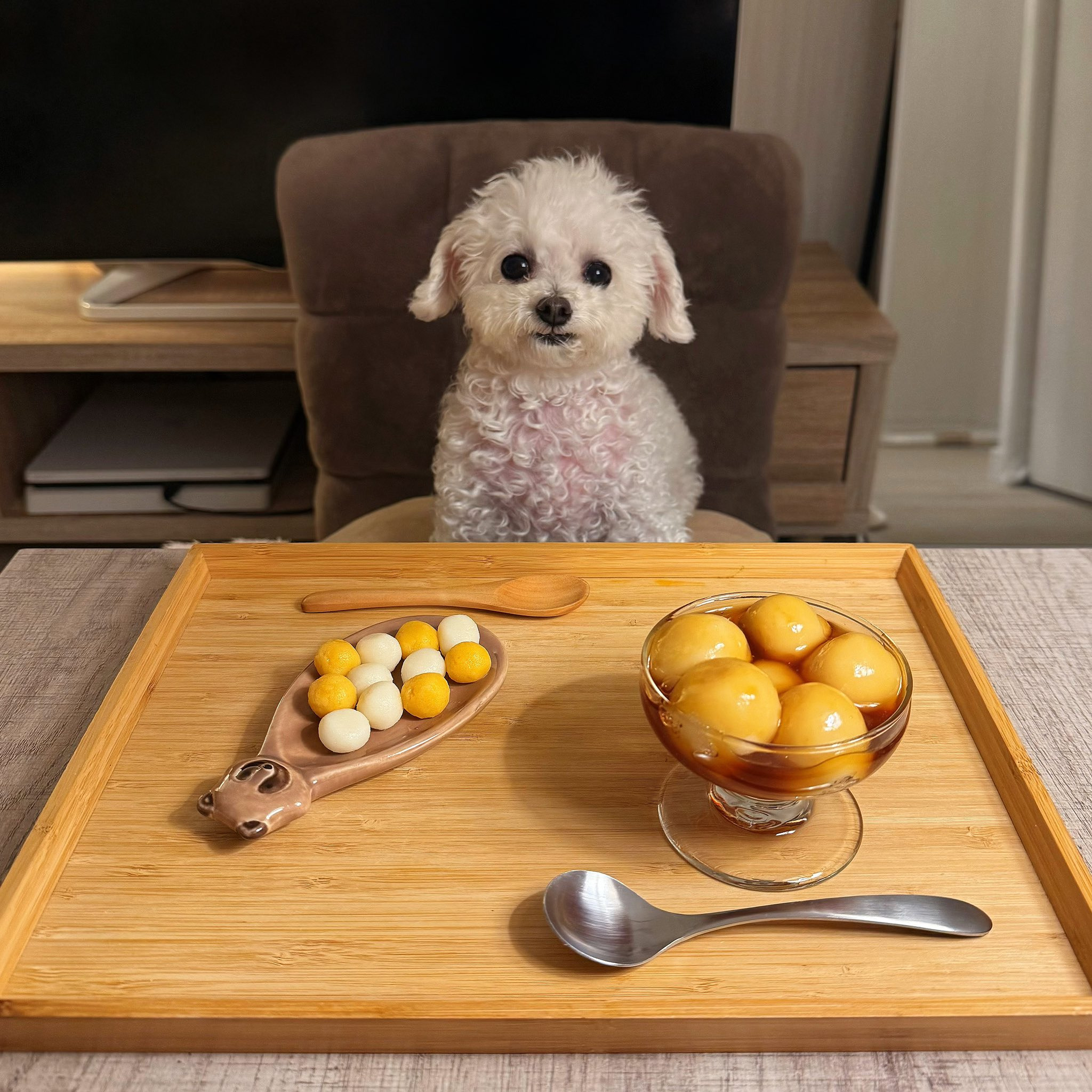 반려견과 함께 밥먹는 사진으로 화제된 트위터 계정.jpg | 인스티즈