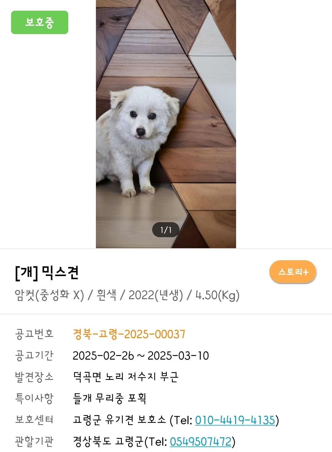 입양홍보) 사람을 넘넘 좋아하는 가나디🐶 | 인스티즈