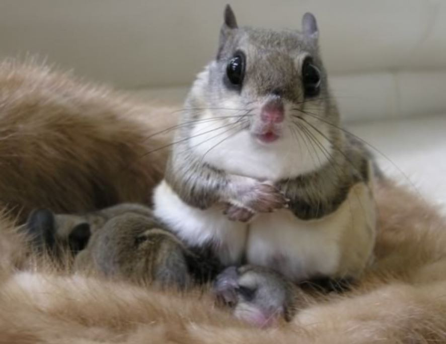 거미가 만약에 이렇게 생겼으면 집에 들일 수 있다?없다? | 인스티즈