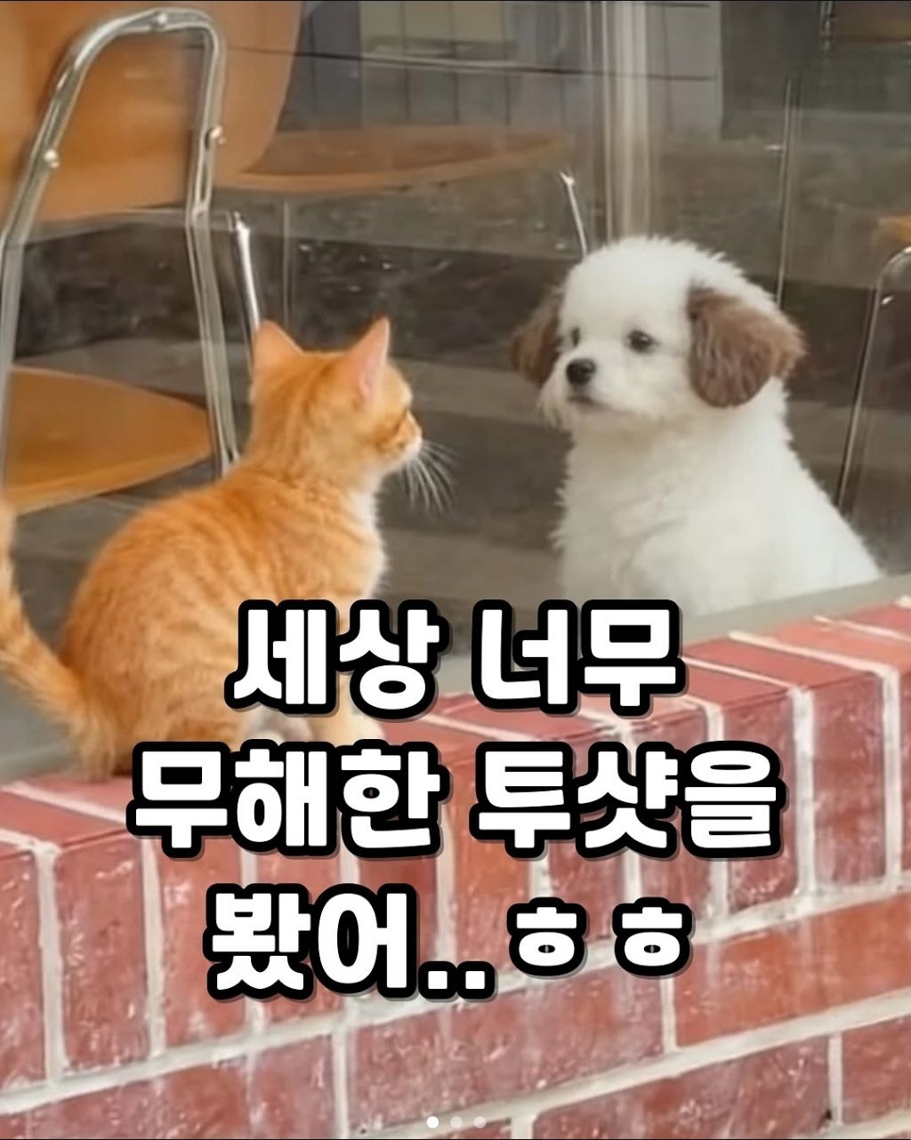 세상 무해한 투샷.jpg | 인스티즈