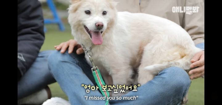 죽을것같은 우울증에 걸린 강아지 | 인스티즈