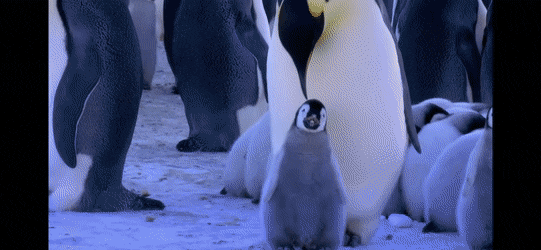 펭귄이 자신의 남편/아내와 자식을 구분하는 법 .jpg gif | 인스티즈