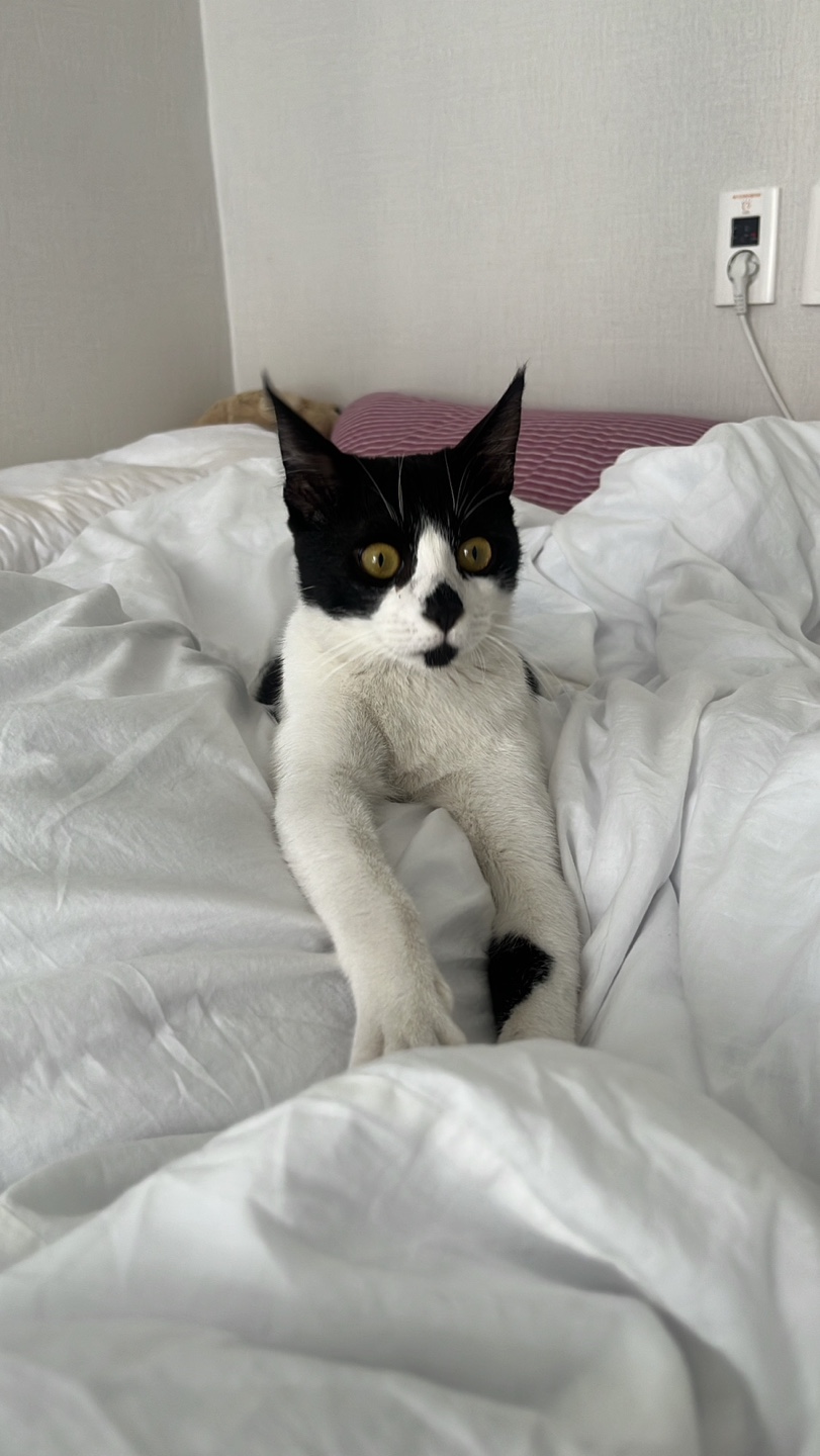 [입양홍보] 혹r률 ✮100➠✥✹프로 7H냥ㅇ1 홗➦정♘ ➜✾ 뽑ㄱ1¿불필요♟ | 인스티즈