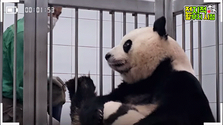 공동육아의 개념을 아는듯한 이뻐이뻐 아이바오🐼 | 인스티즈
