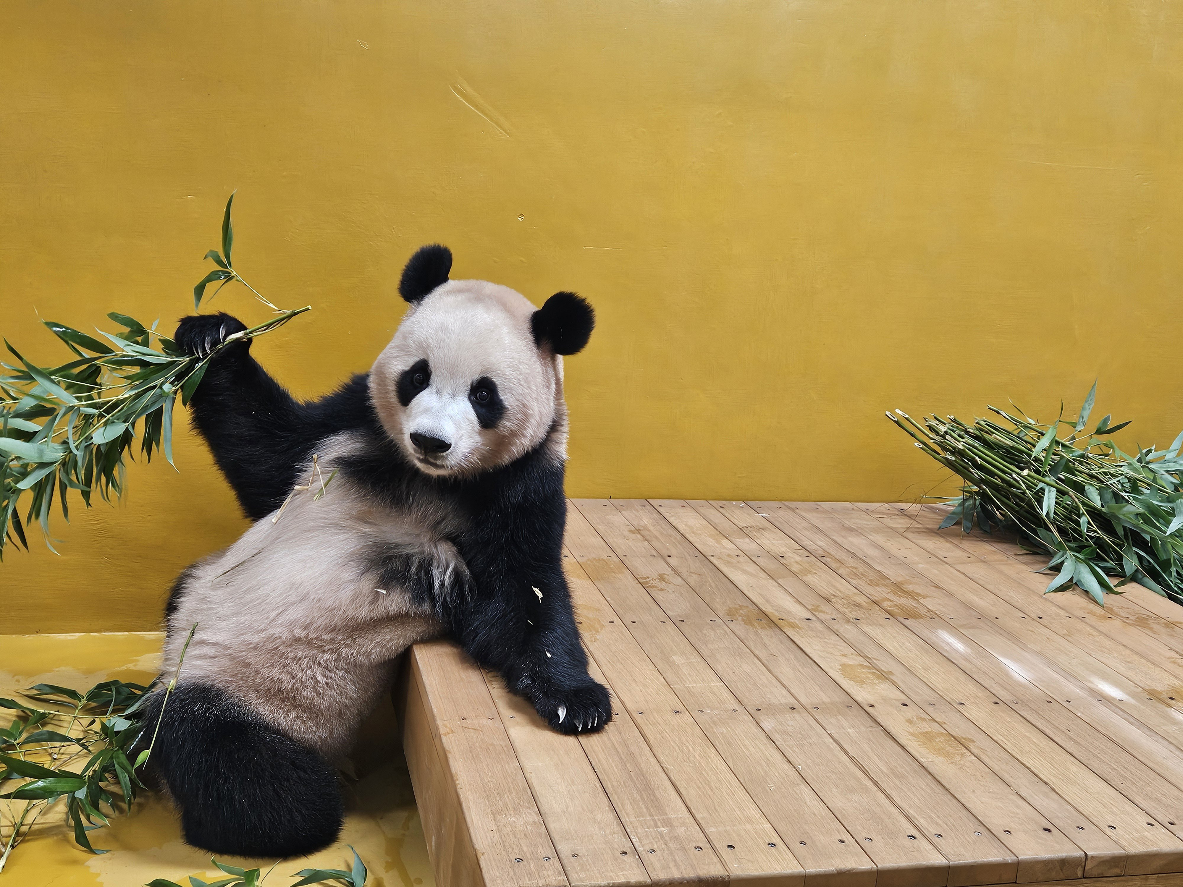 그동안 하얀색 타일이 퍼스널컬러에 맞지않았던거 같은 루이후이💜🩷🐼🐼🙄 | 인스티즈