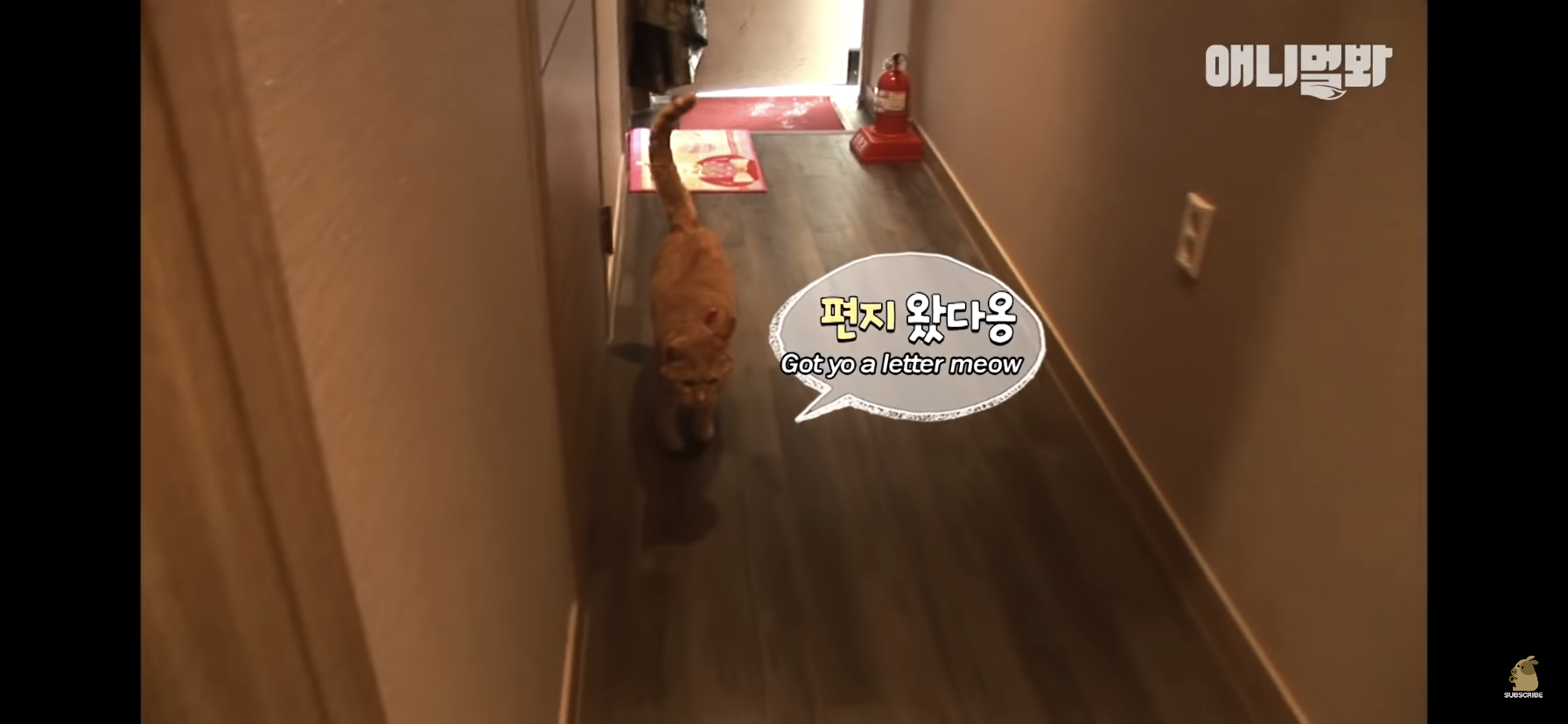 길고양이 목에 쪽지를 달자 생긴 영화같은 일 | 인스티즈