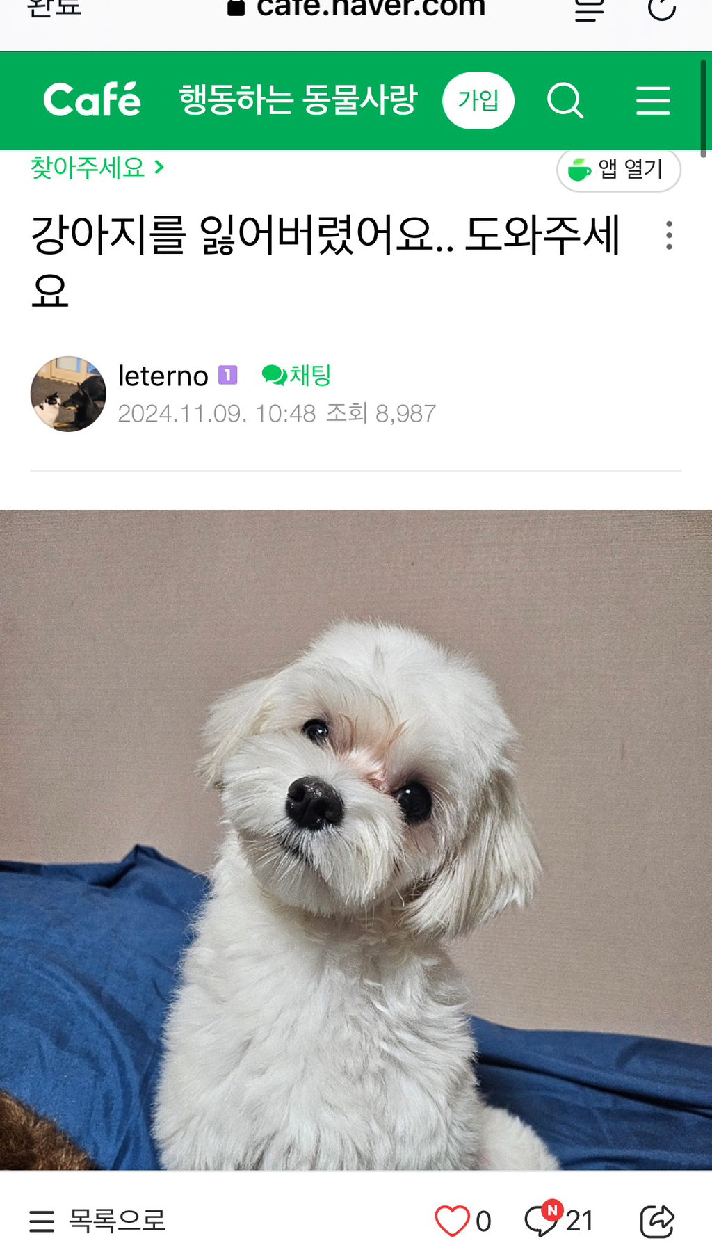 젊은 남자가 할아버지랑 산책 중인 강아지 납치함 | 인스티즈